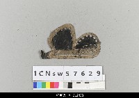 藏品(中國湖北皮影戲盔帽)的圖片